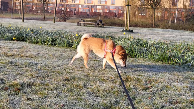 Taking the dog for a walk in Netherlands Taking the dog for a walk in Netherlands