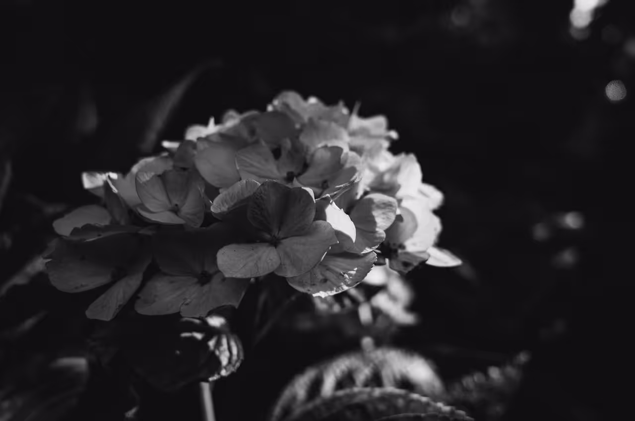 Flowers in black and white