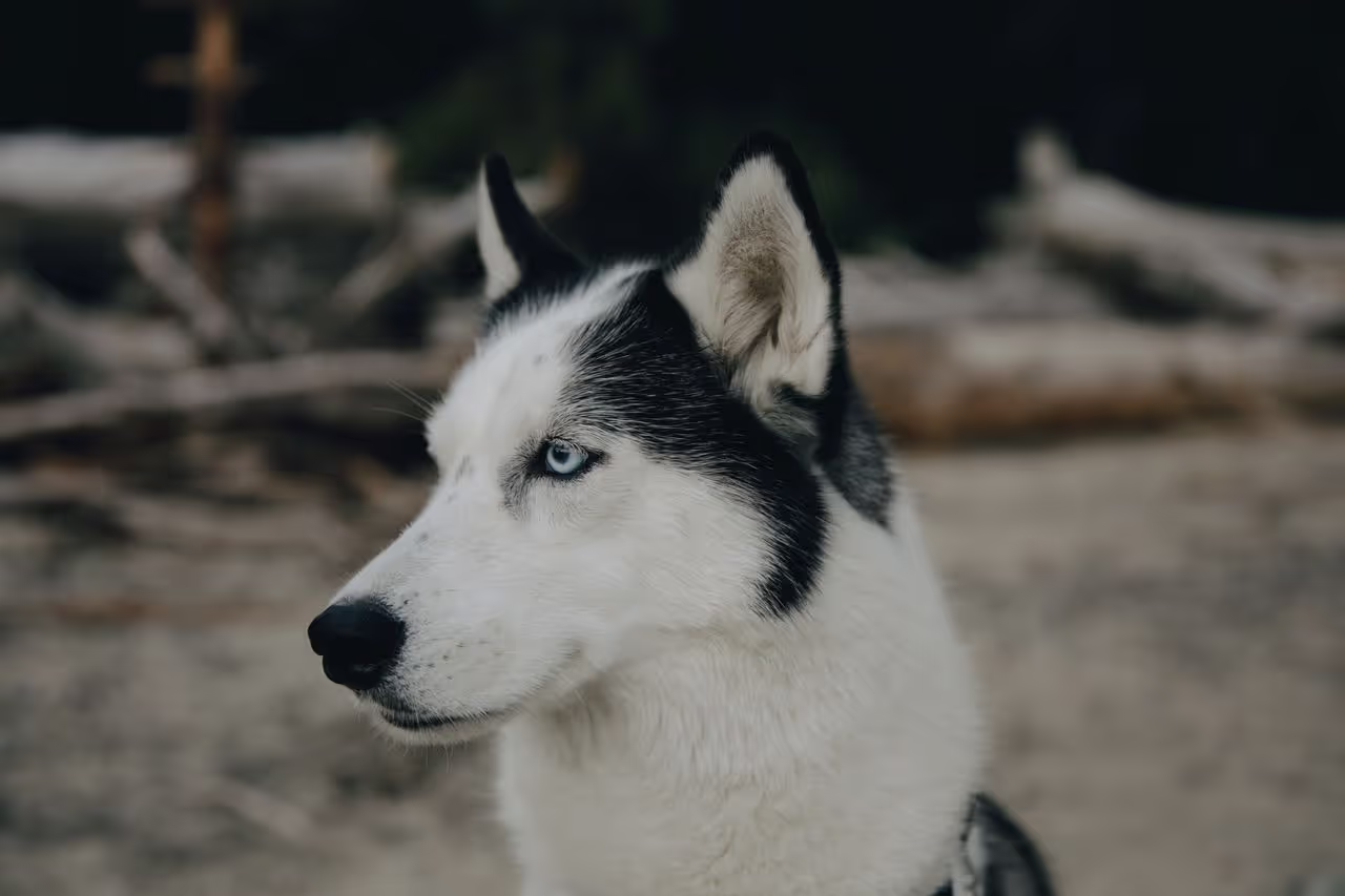 a Picture of a husky on a beach