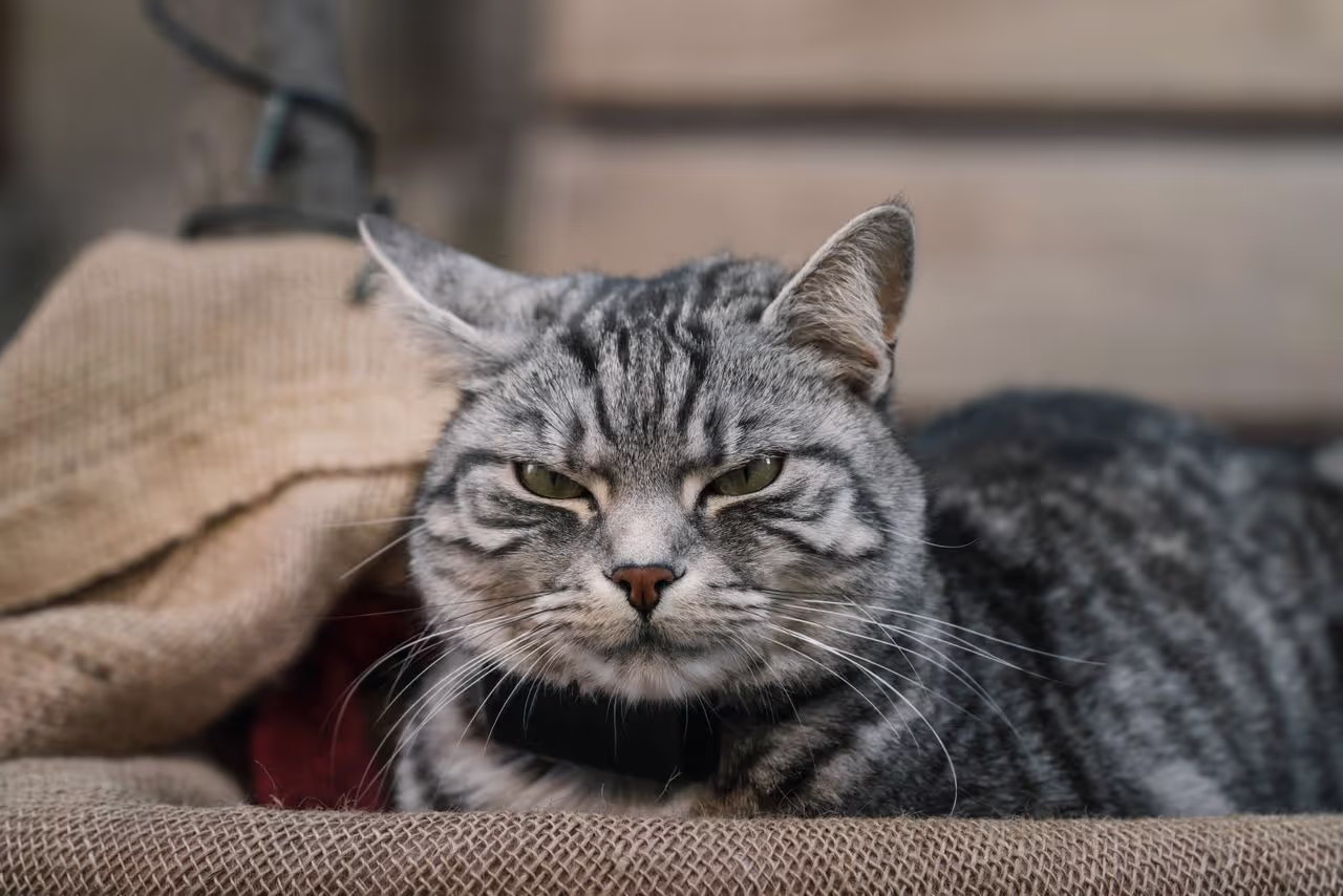 Cat annoyed that the owner has come back from holiday