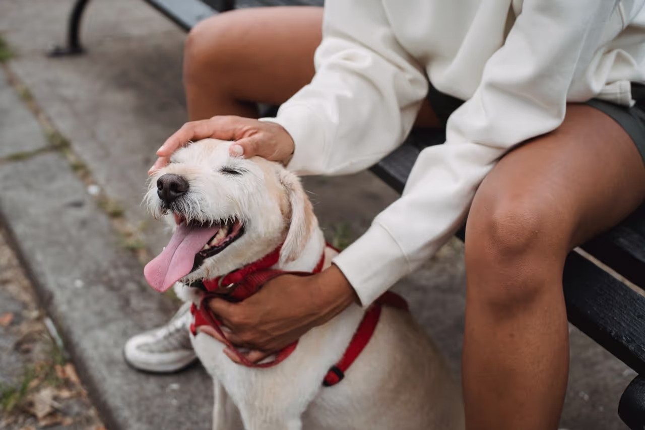 a happy dog getting pats from its owner