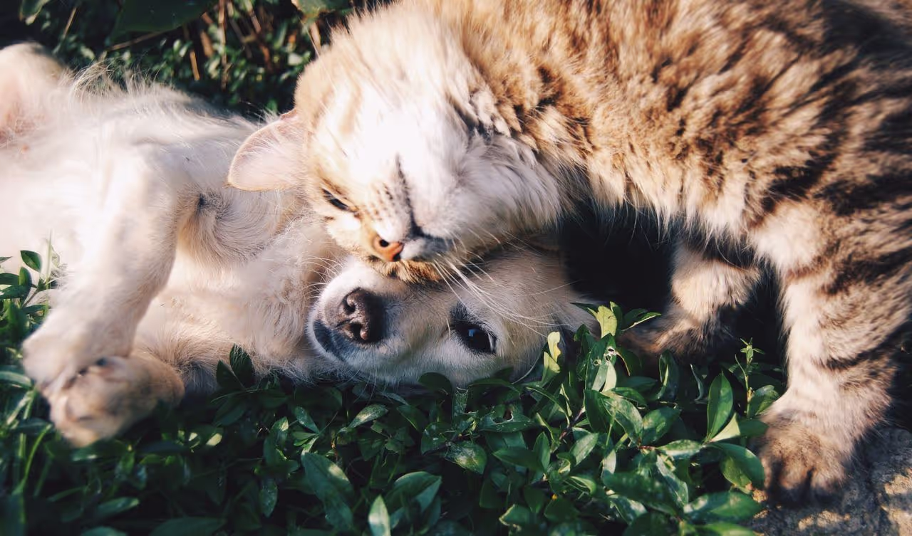 A healthy cat and dog which have a very good diet A healthy cat and dog which have a very good diet
