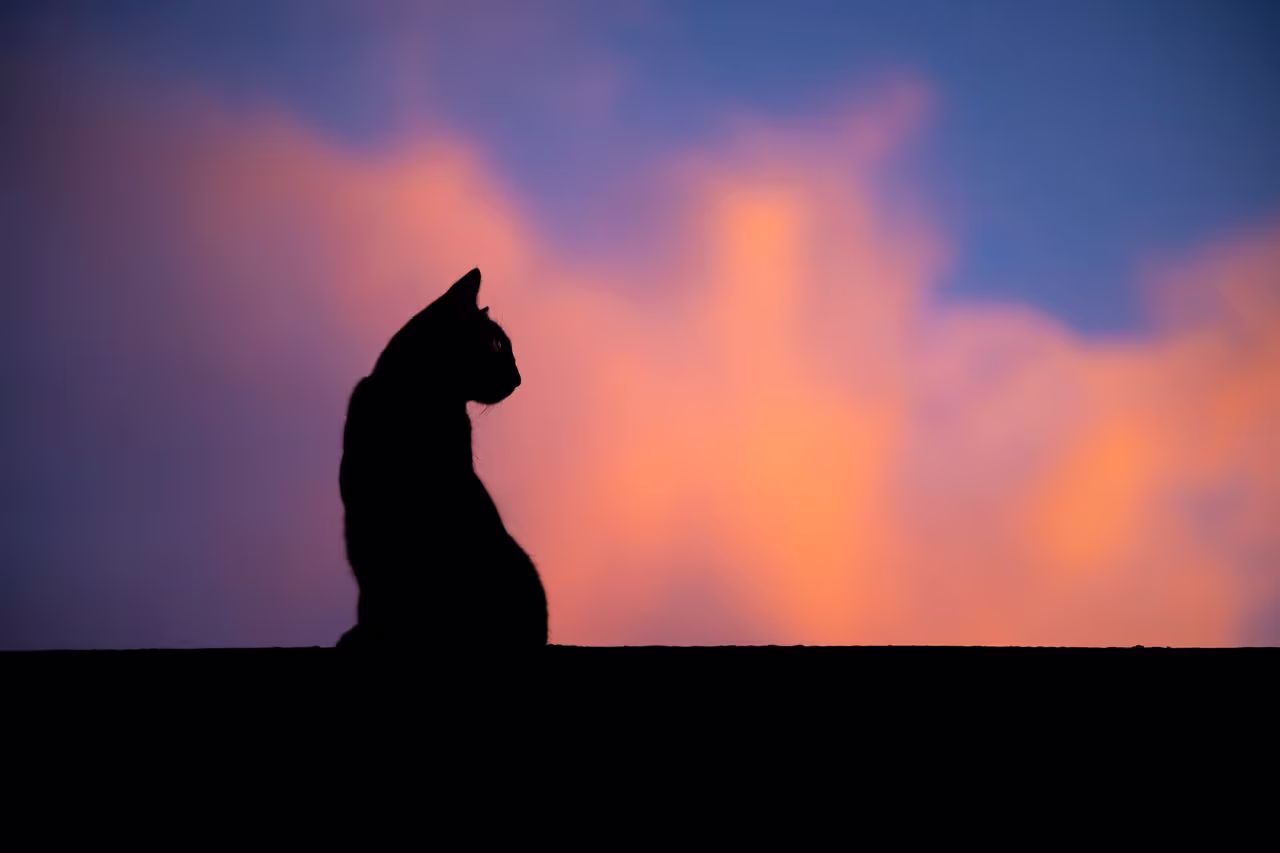 A cat looking spiritual on a wall A cat looking spiritual on a wall