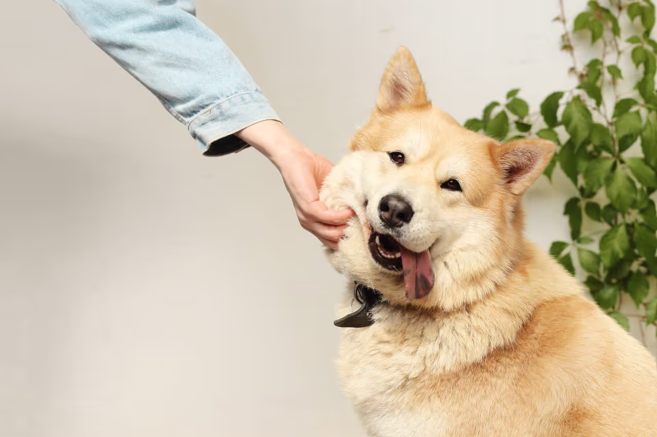 A house sitter patting a happy dog A house sitter patting a happy dog