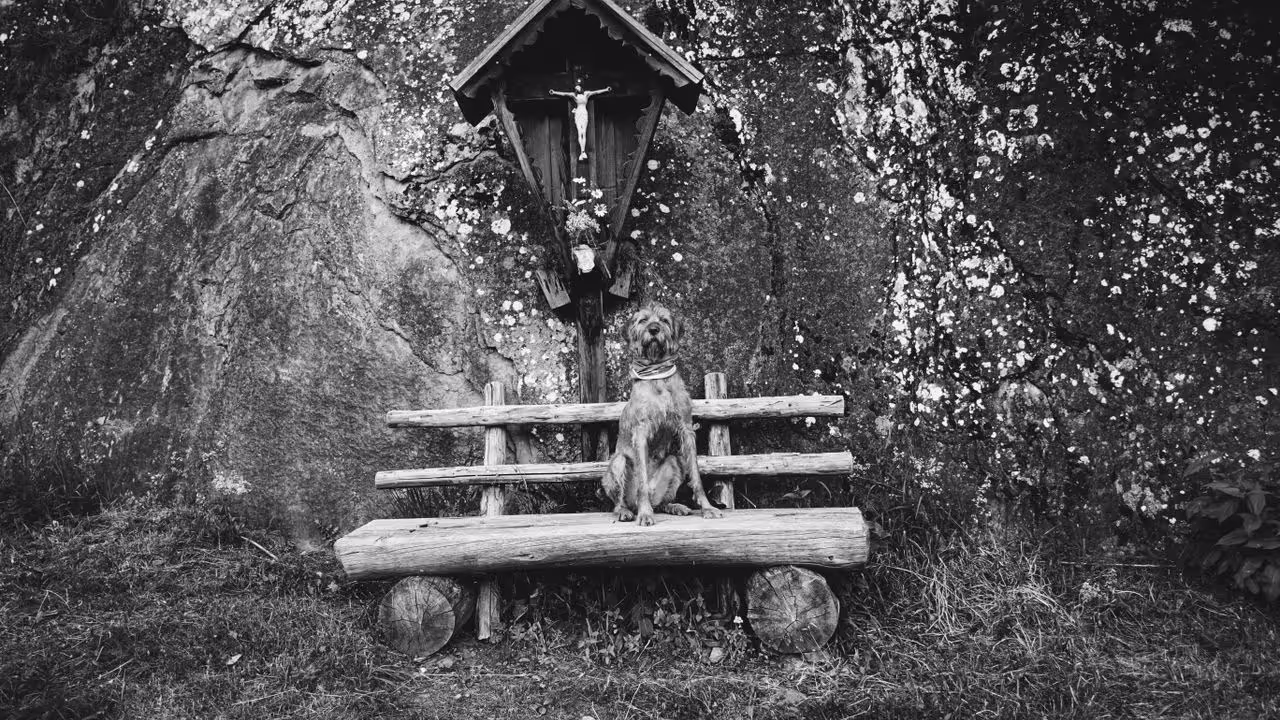 A pet shrine A pet shrine