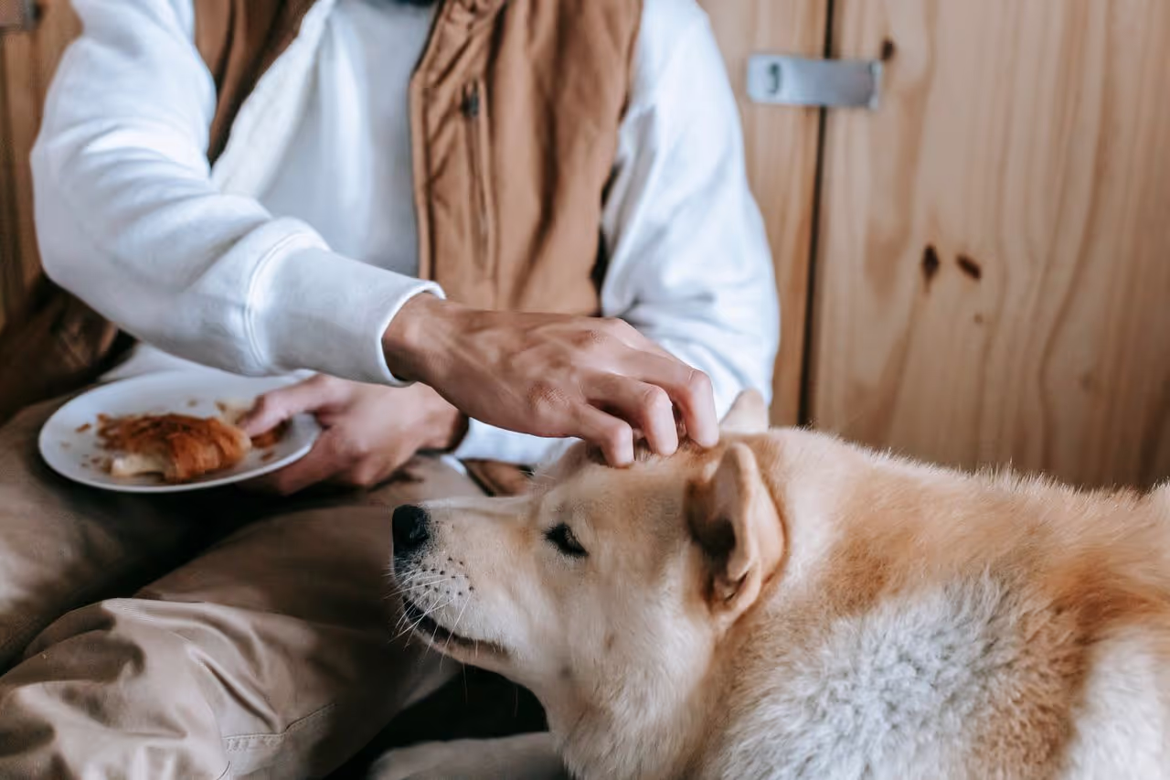 A dog that wants to eat but is waiting for the right command from its owner A dog that wants to eat but is waiting for the right command from its owner