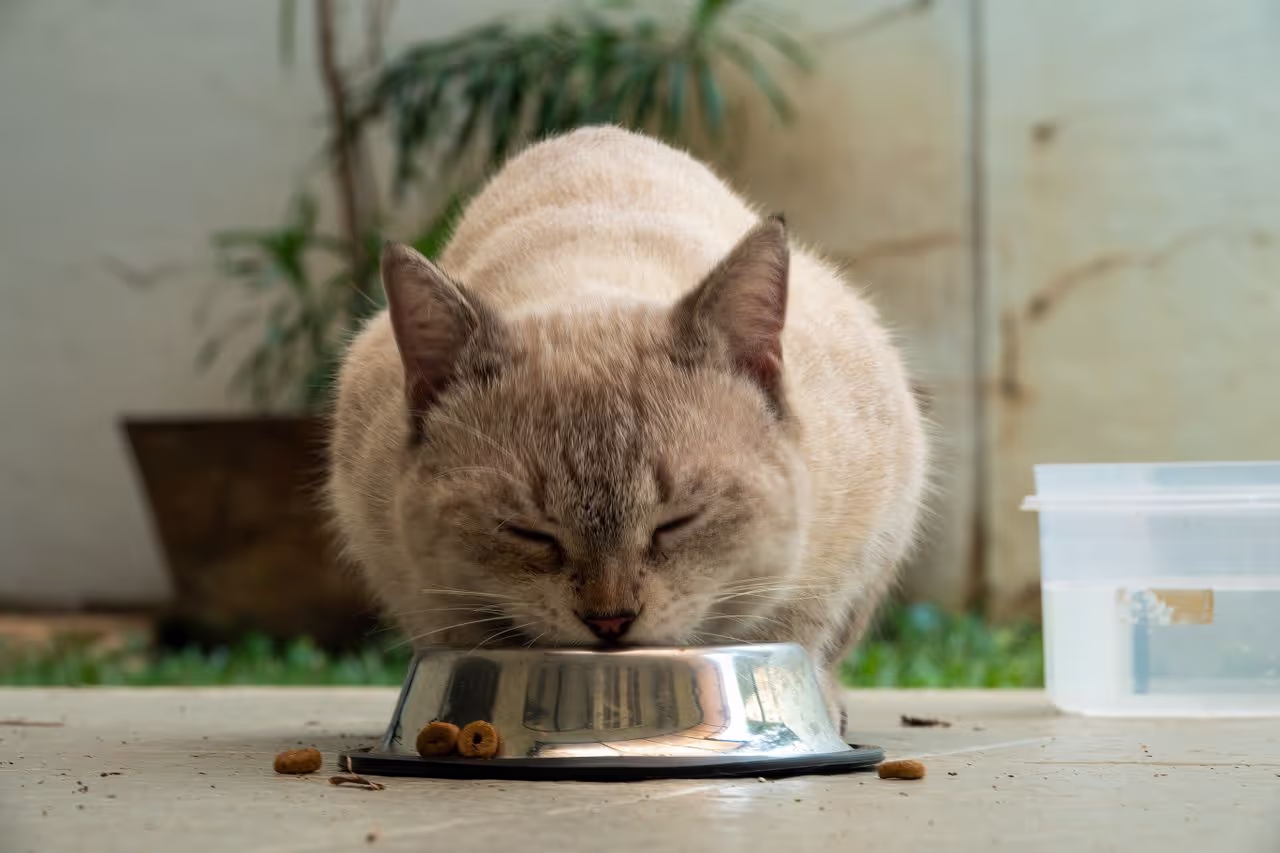 A cat eating its food A cat eating its food