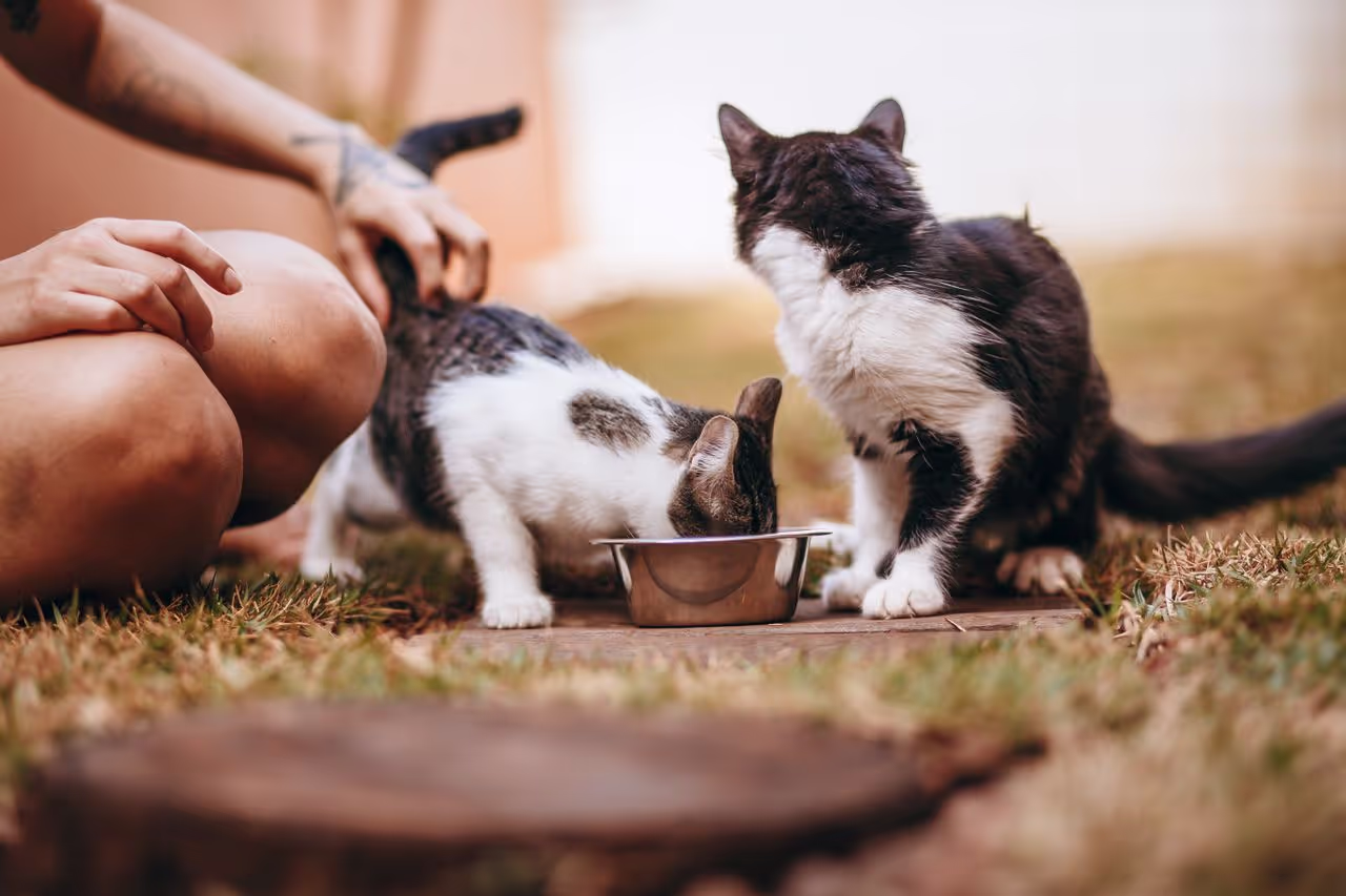 Cats eating food Cats eating food