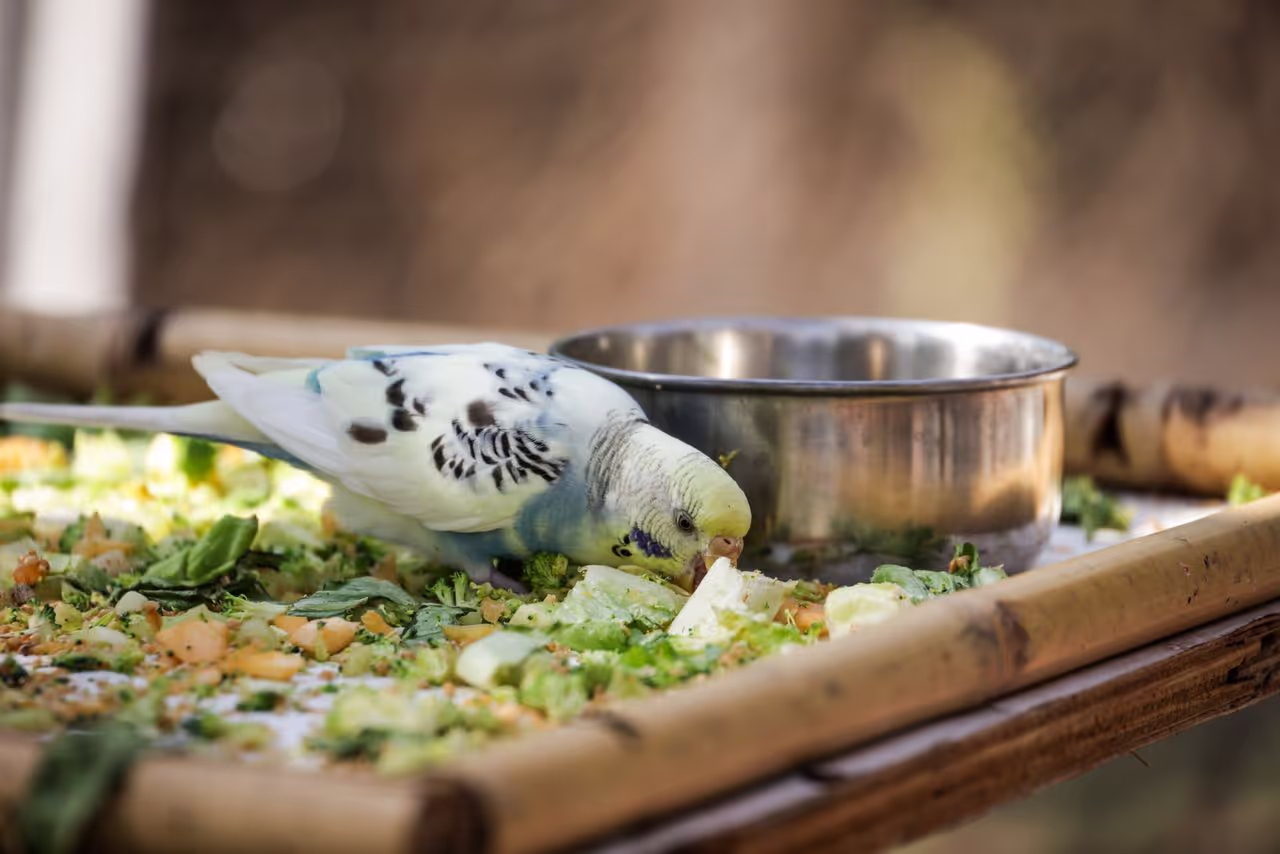 Pet eating food Pet eating food