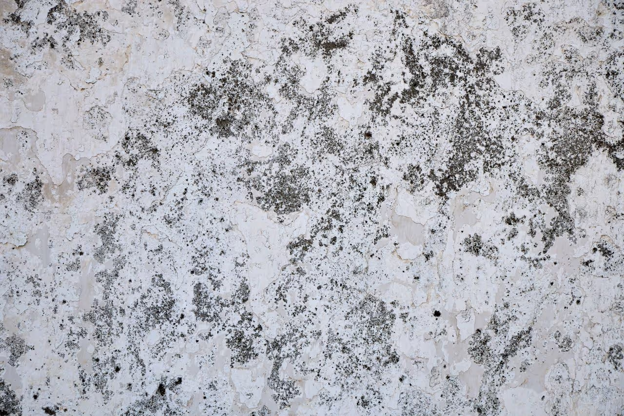 Black mould on a wall Black mould on a wall