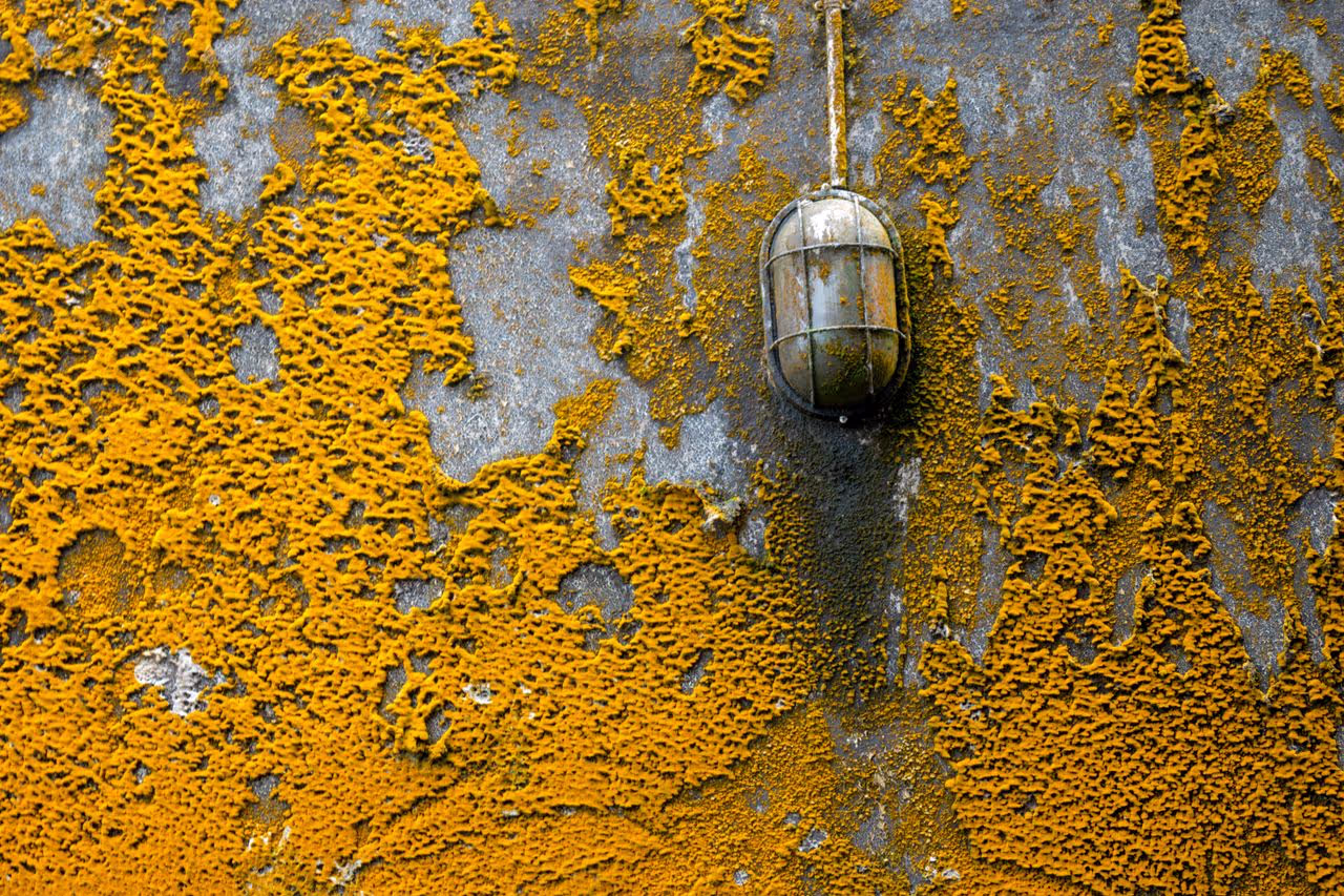 Mould on a wall Mould on a wall