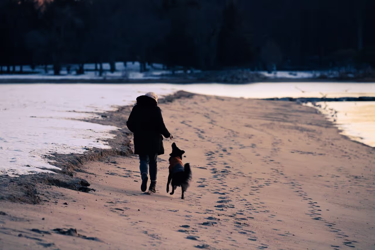 A house sitter walking a dog by the beach A house sitter walking a dog by the beach