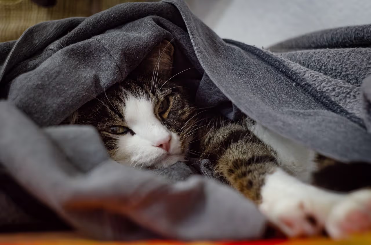 A cat nice and cozy during a house sit A cat nice and cozy during a house sit
