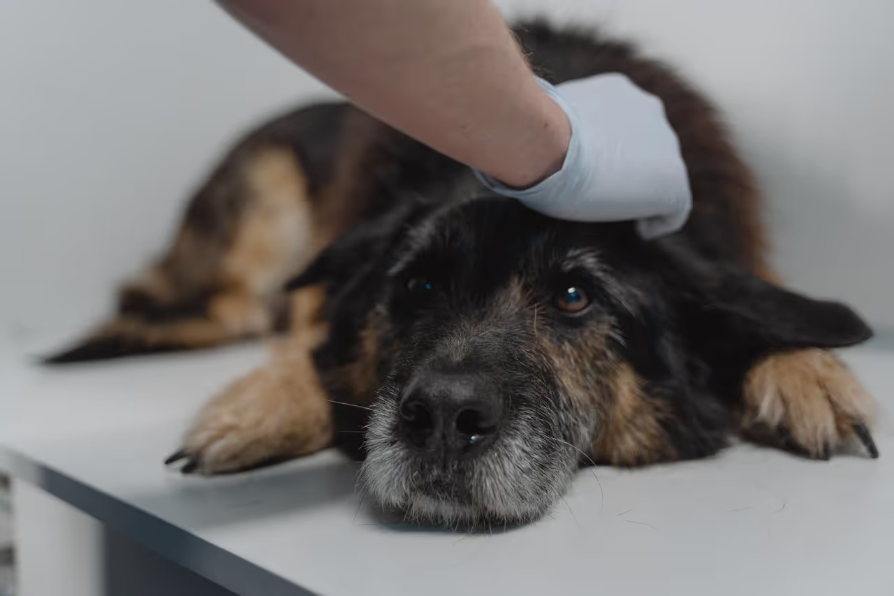 A sick dog at the vets A sick dog at the vets