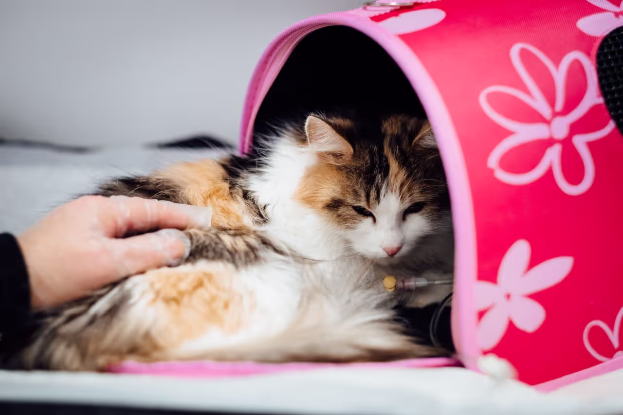 a sick cat during a house sit a sick cat during a house sit