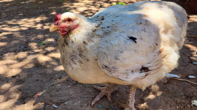 Kiwi the chicken Kiwi the chicken
