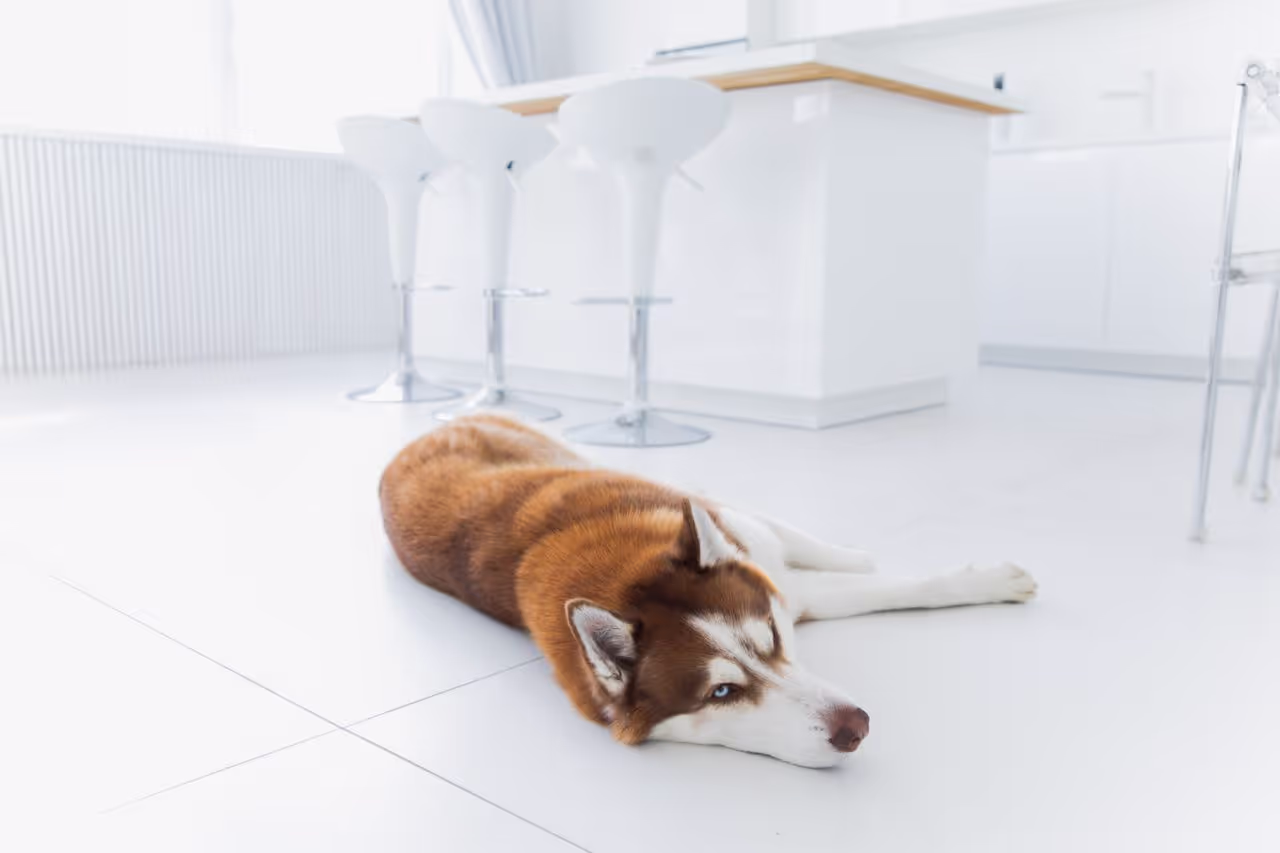 A clean spotless house sit with a dog A clean spotless house sit with a dog