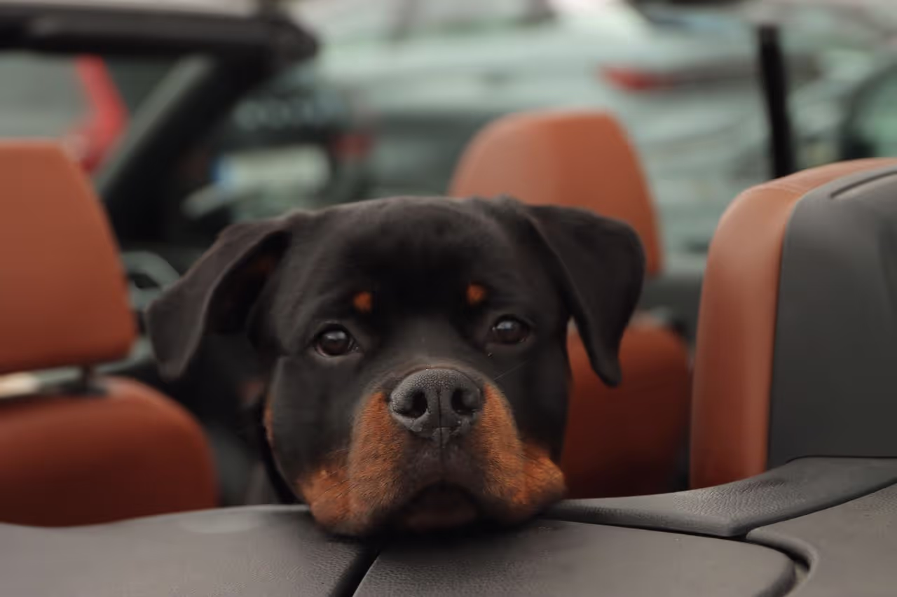 Dog in a car Dog in a car