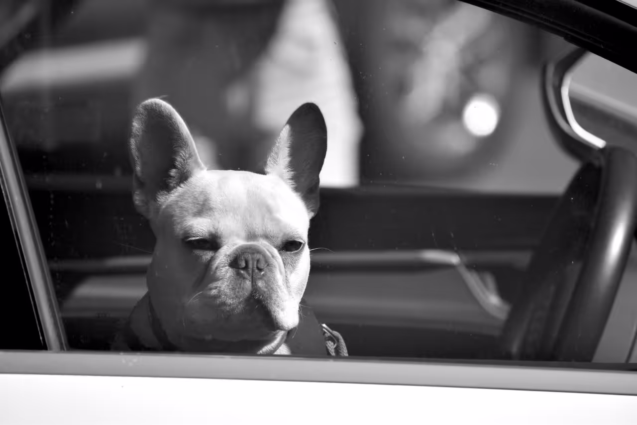 Driving a dog around during a house sit Driving a dog around during a house sit
