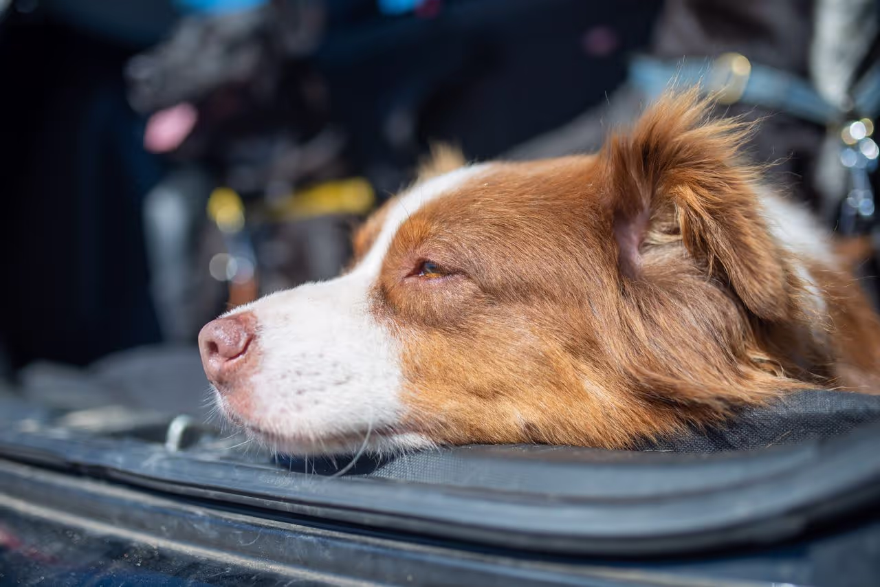 Dog in the boot of a car Dog in the boot of a car