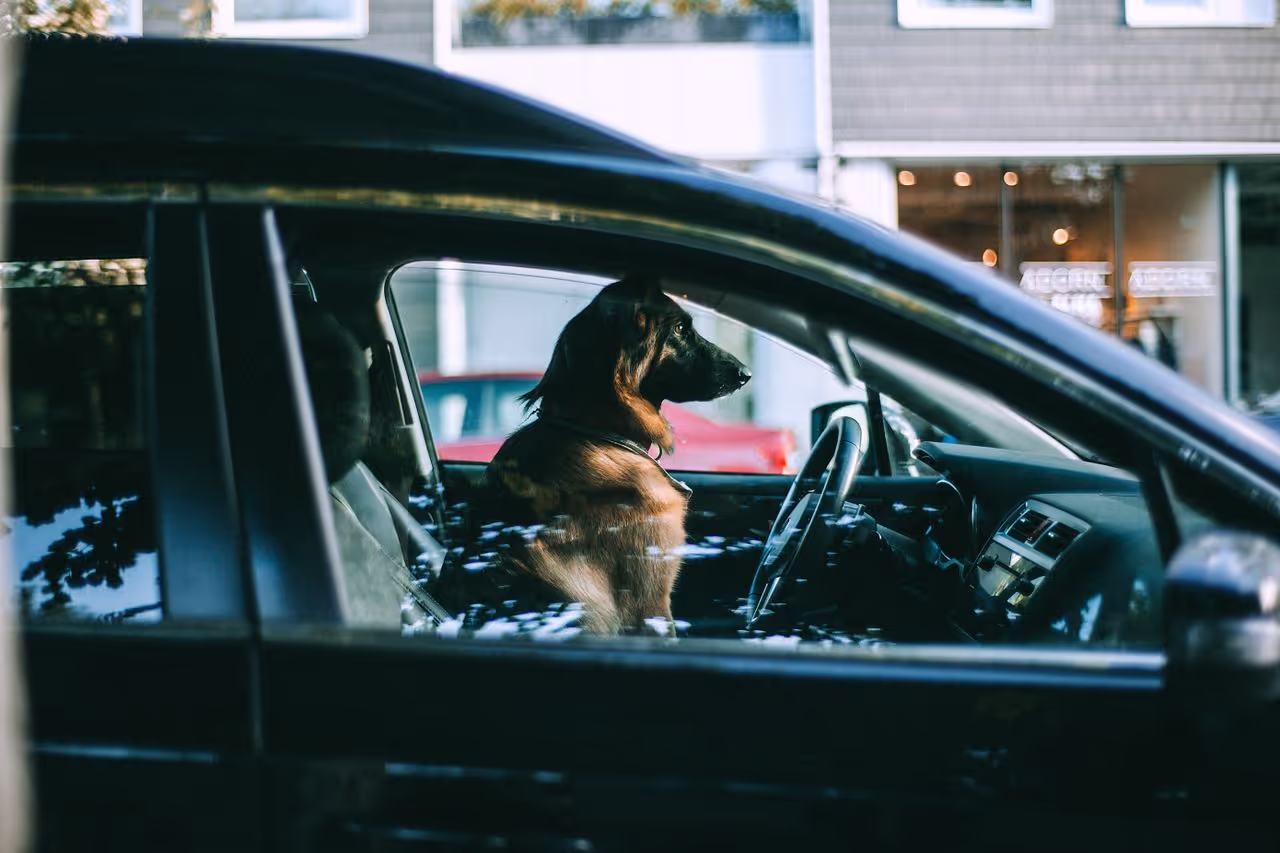 Should House Sitters Drive Pets in Their Own Car?