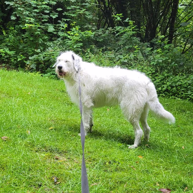 A dog walking in the garden A dog walking in the garden