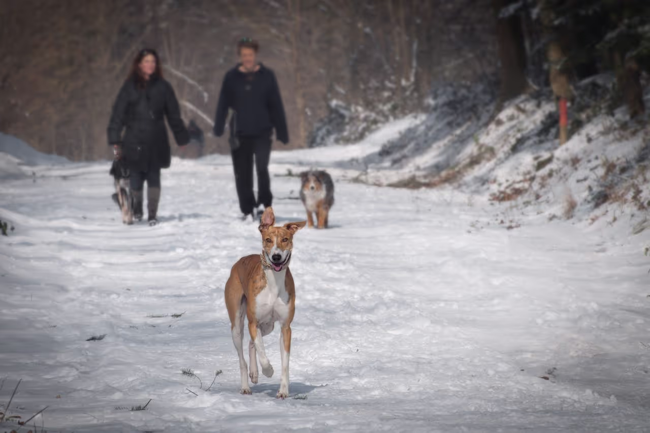 People walking dogs during a house sit People walking dogs during a house sit