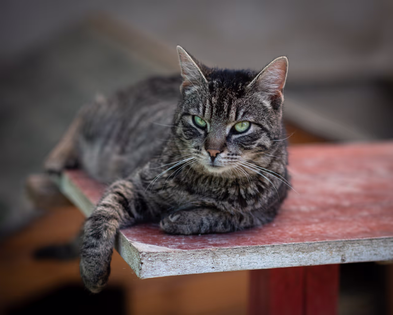 Elderly cat on a bench Elderly cat on a bench