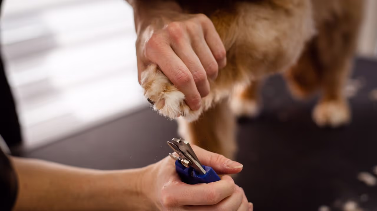 A house sitter trimming the dogs nails A house sitter trimming the dogs nails