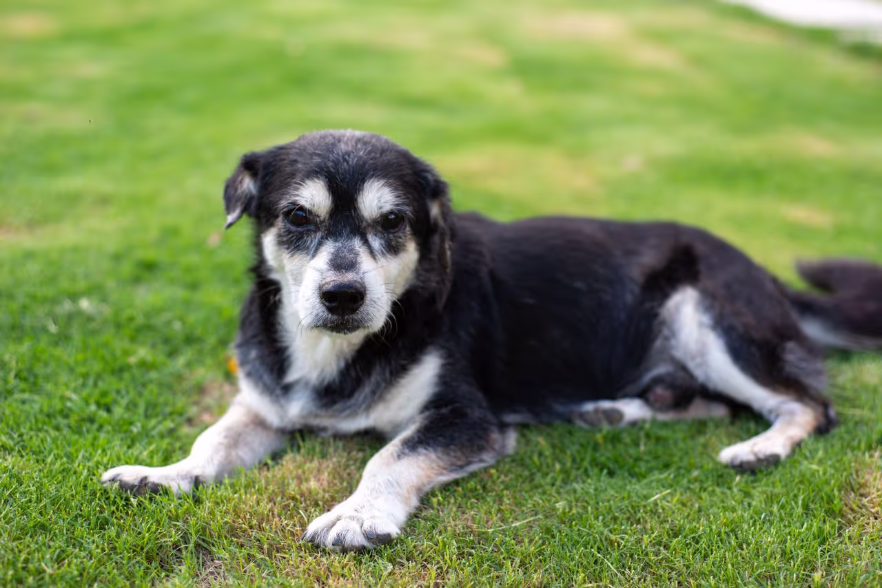 an elderly dog an elderly dog