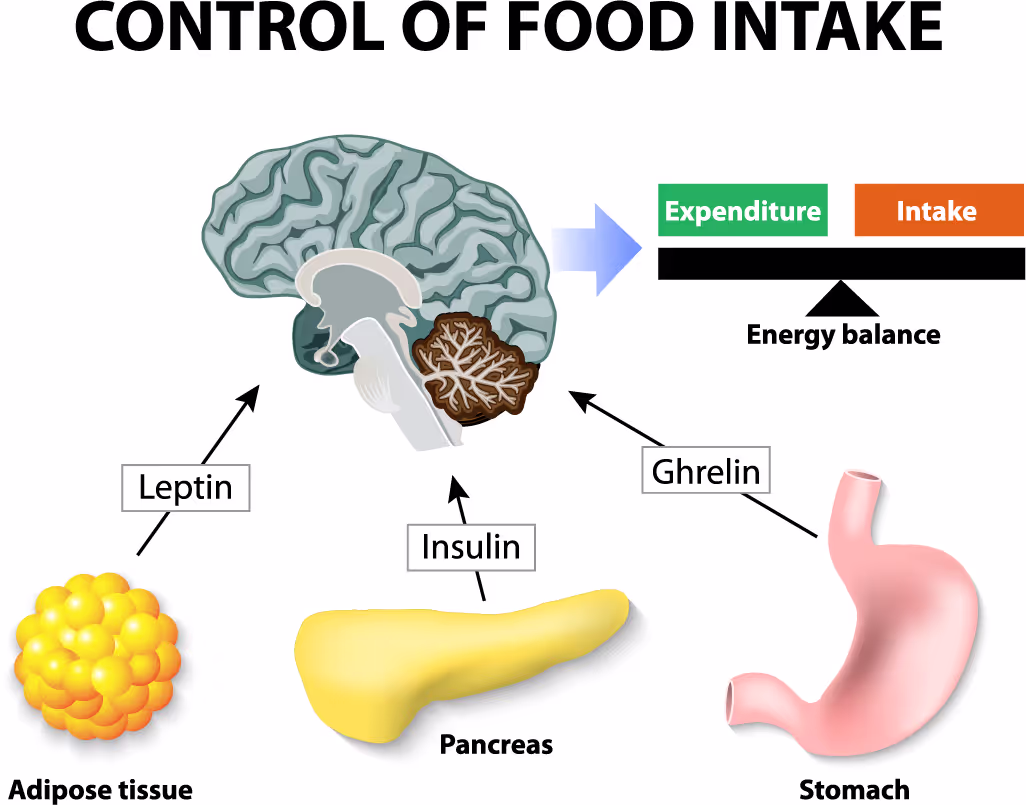 Picture of the hormones influencing our sense of need for food