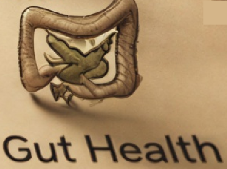 Picture representing the gut, healthy