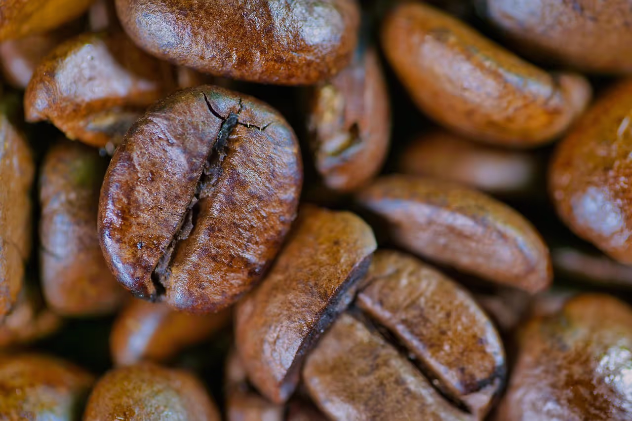 Logo of a Sustainable coffee bean exporter
